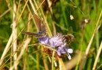 common blue butterfly and honeybee