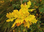 quercus leaves