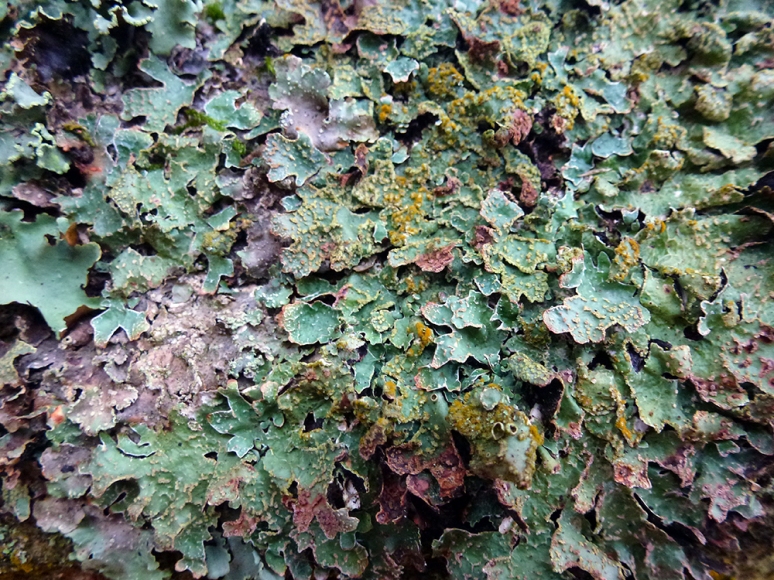 lichen colours