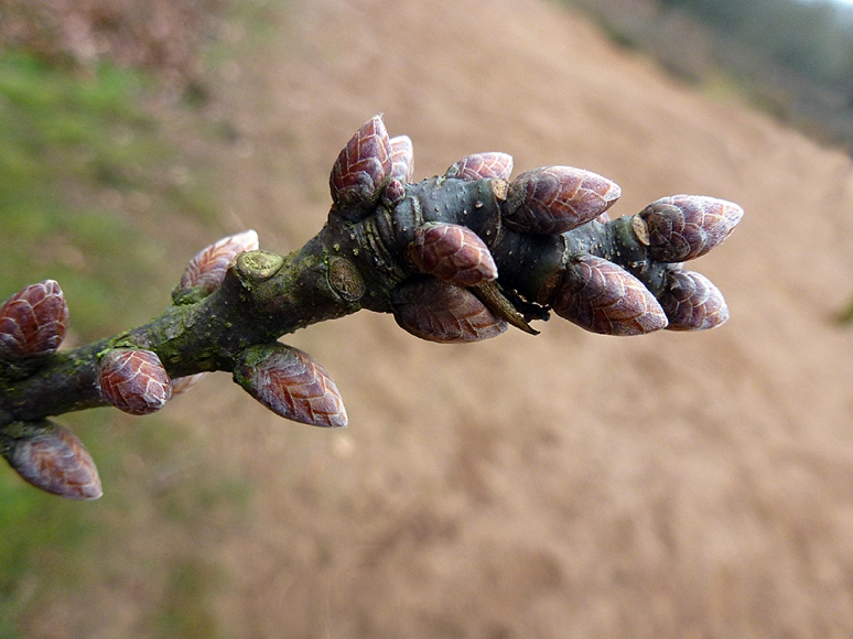 oak buds