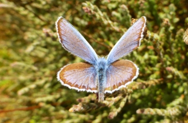 common_blue_butterfly