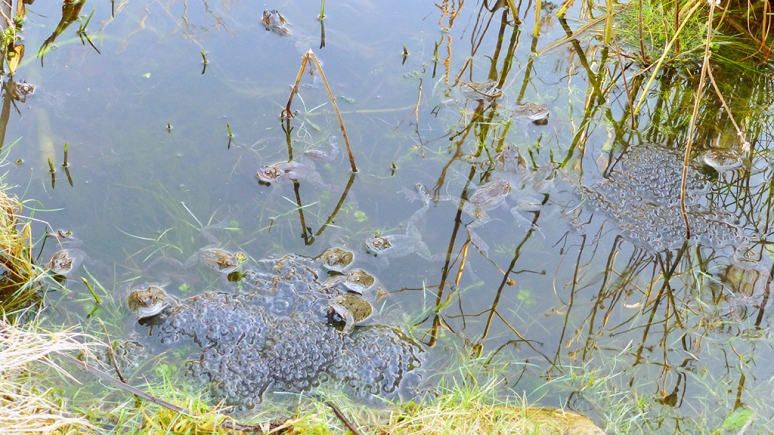 frogs_frogspawn